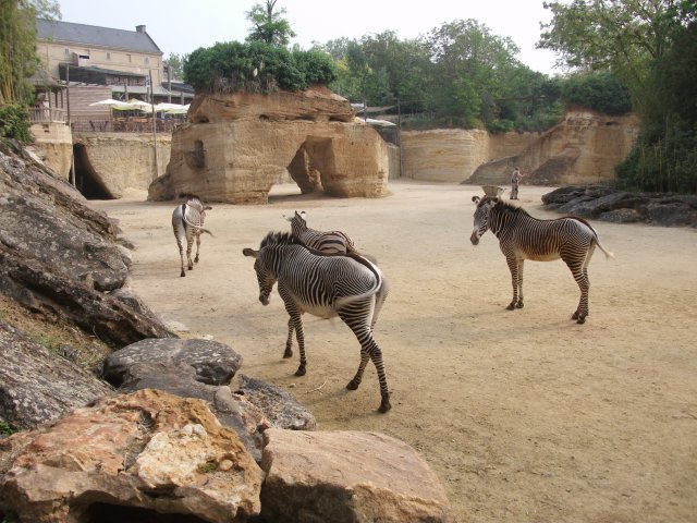 Les zébres du zoo. Les zébres du zoo.